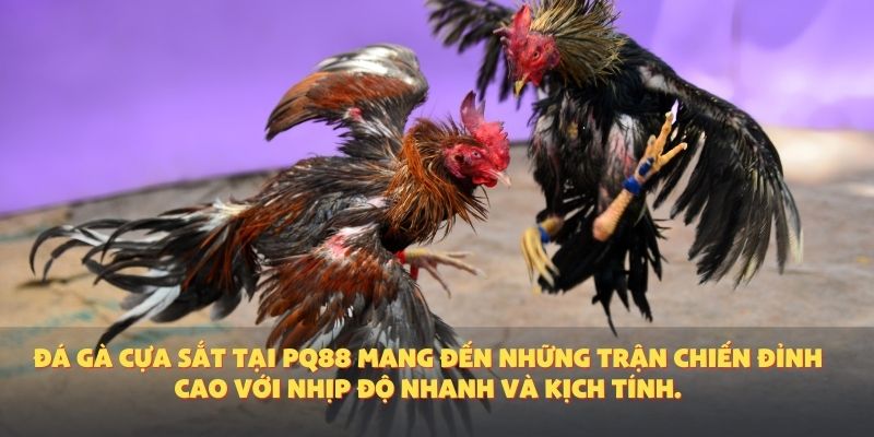 Đá Gà Cựa Sắt – Môn Thể Thao Cá Cược Kịch Tính Được Yêu Thích Tại PQ88