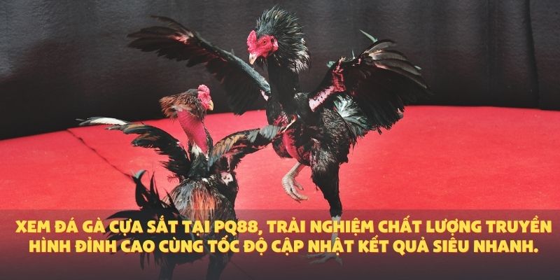 Xem đá gà cựa sắt tại PQ88, trải nghiệm chất lượng truyền hình đỉnh cao cùng tốc độ cập nhật kết quả siêu nhanh.
