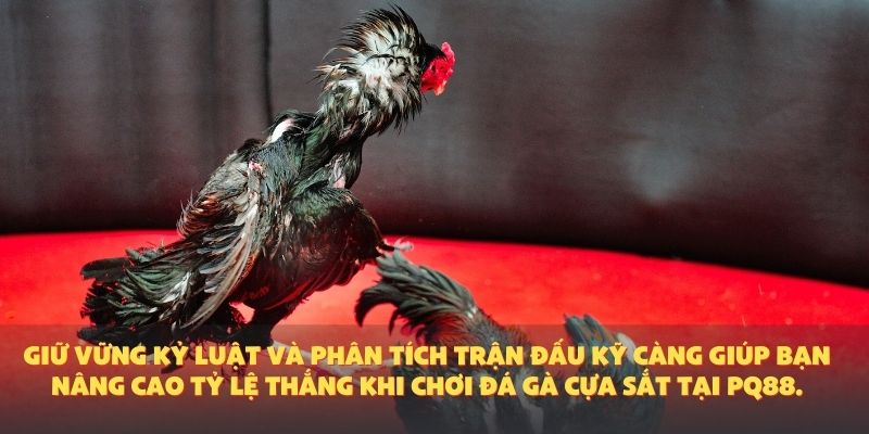 Giữ vững kỷ luật và phân tích trận đấu kỹ càng giúp bạn nâng cao tỷ lệ thắng khi chơi đá gà cựa sắt tại PQ88.