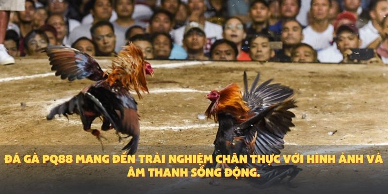Đá gà PQ88 mang đến trải nghiệm chân thực với hình ảnh và âm thanh sống động.