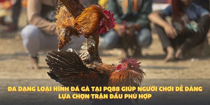 Đa dạng loại hình đá gà tại PQ88 giúp người chơi dễ dàng lựa chọn trận đấu phù hợp.