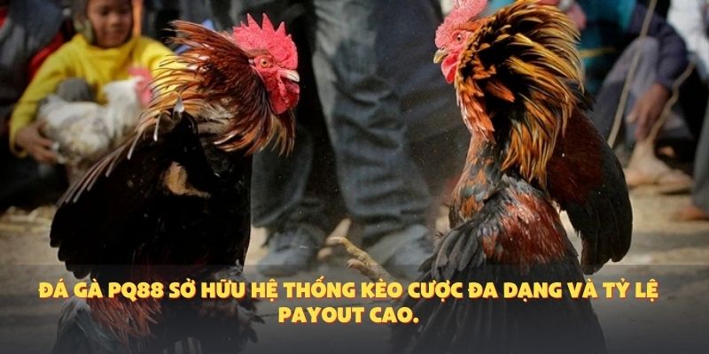 Đá gà PQ88 sở hữu hệ thống kèo cược đa dạng và tỷ lệ payout cao.