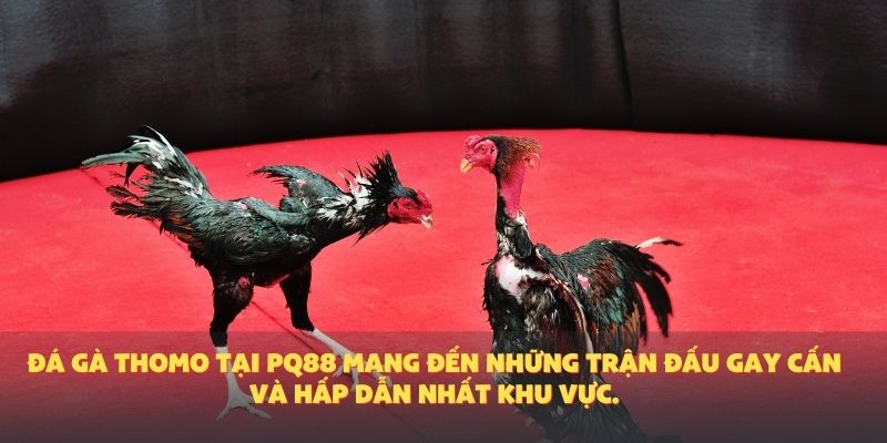 Đá gà Thomo tại PQ88 mang đến những trận đấu gay cấn và hấp dẫn nhất khu vực.