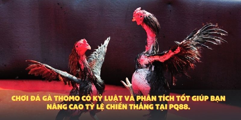 Chơi đá gà Thomo có kỷ luật và phân tích tốt giúp bạn nâng cao tỷ lệ chiến thắng tại PQ88.