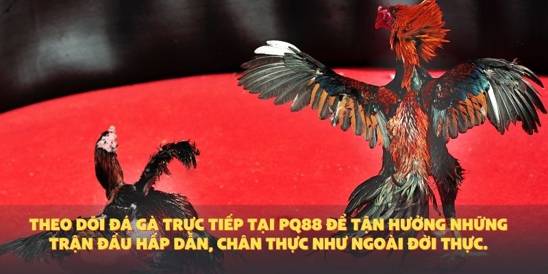 Đá Gà Trực Tiếp – Trải Nghiệm Đỉnh Cao Cùng Những Trận Gà Nảy Lửa Tại PQ88
