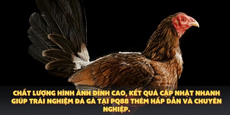 Chất lượng hình ảnh đỉnh cao, kết quả cập nhật nhanh giúp trải nghiệm đá gà tại PQ88 thêm hấp dẫn và chuyên nghiệp.