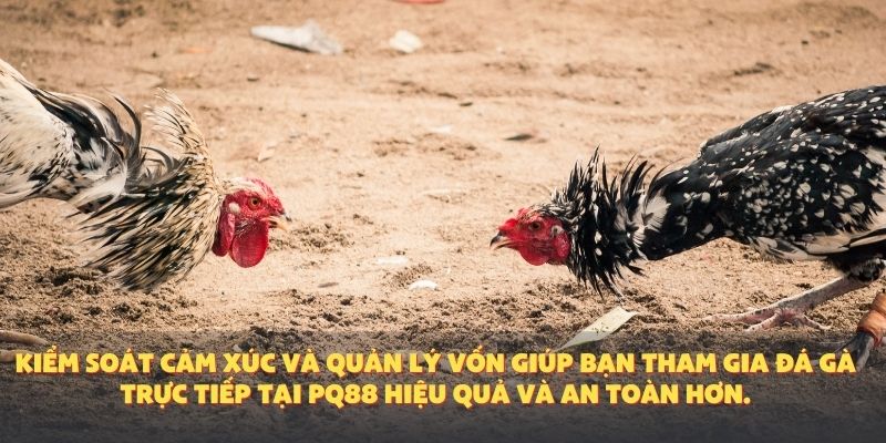 Kiểm soát cảm xúc và quản lý vốn giúp bạn tham gia đá gà trực tiếp tại PQ88 hiệu quả và an toàn hơn.